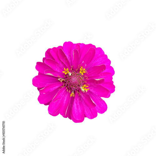 Isolated top view of pink zinnia flowers on a white background.