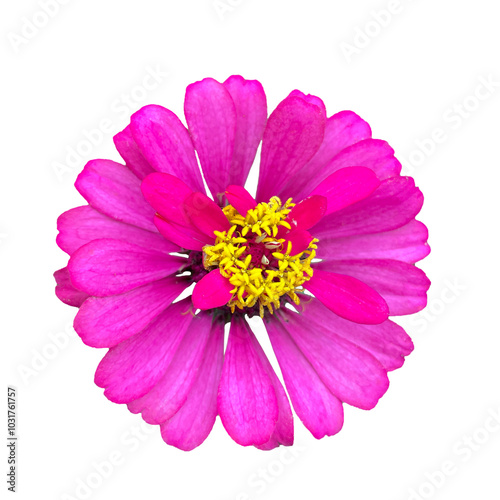 Isolated top view of pink zinnia flowers on a white background. Soft and selective focus.