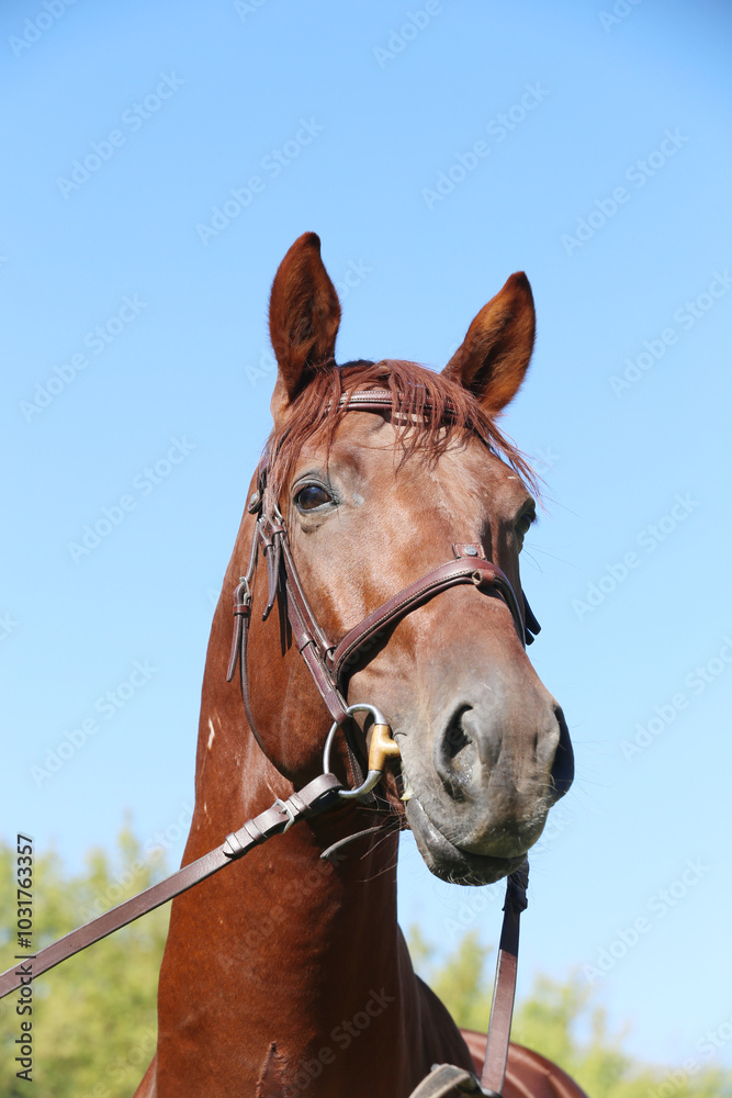 Closeup portrait of a purebred stallion on animal survey show otdoors summertime Closeup portrait of a purebred stallion on animal survey show otdoors summertime