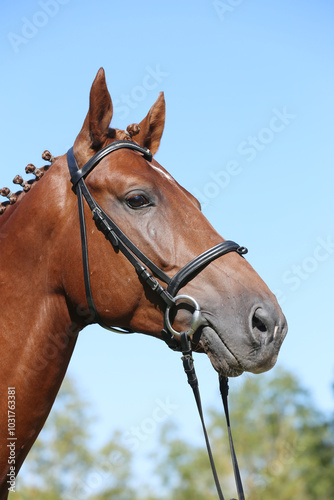 Closeup portrait of a purebred stallion on animal survey show otdoors summertime