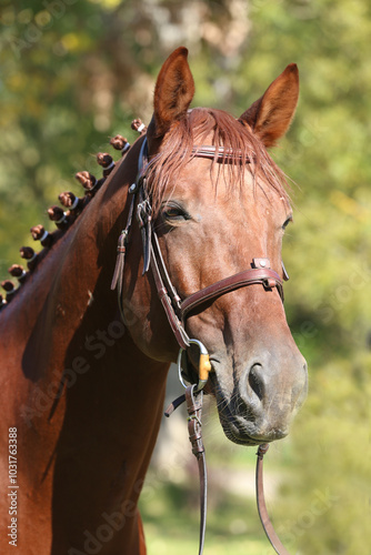 Closeup portrait of a purebred stallion on animal survey show otdoors summertime