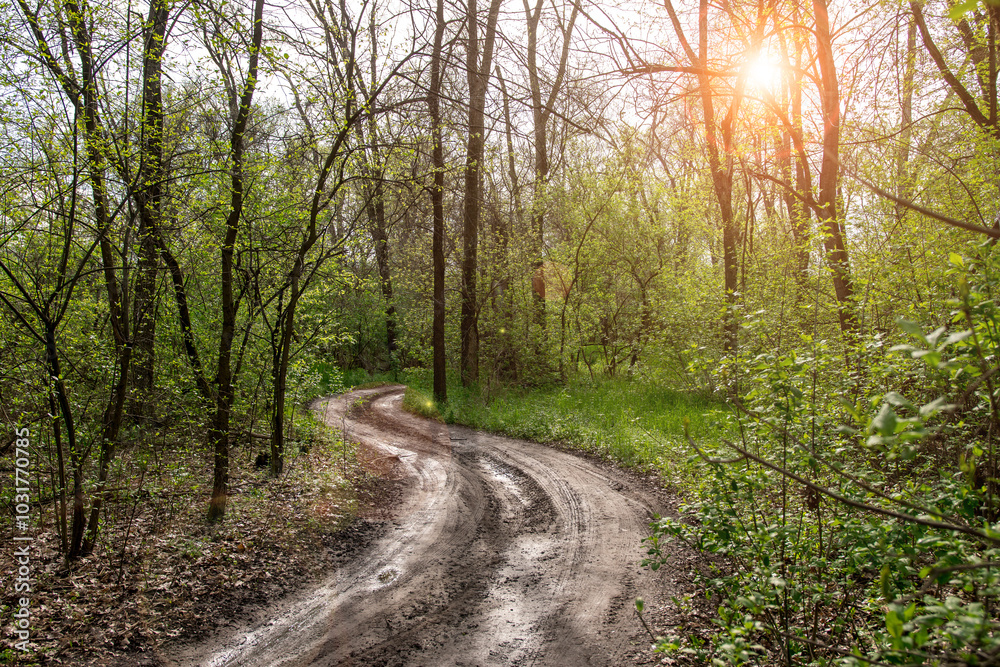 Naklejka premium A winding dirt road through a lush deciduous forest in spring, captured after a rain. The wet path adds texture, with fresh greenery and tall trees surrounding the serene nature scene