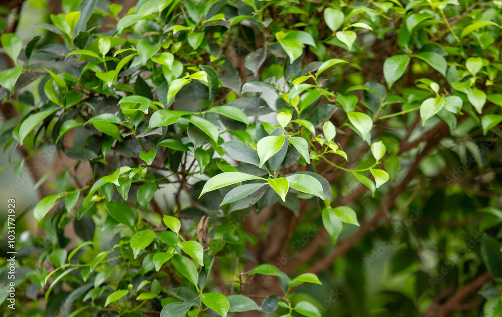 A tree with green leaves and brown branches A tree with green leaves and brown branches