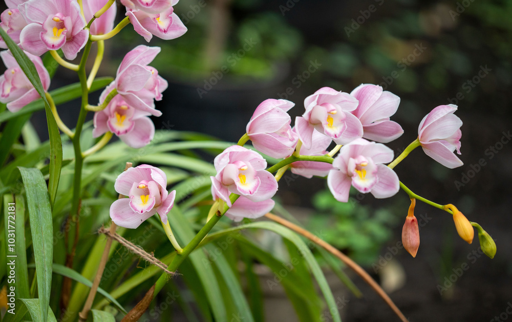 A bunch of pink flowers with yellow centers A bunch of pink flowers with yellow centers