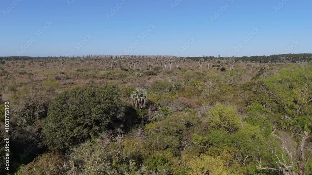 Drone revealing the Yatay Palms (Butia yatay) within El Palmar National Park in Entre Ríos, Argentina.