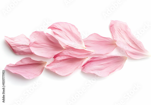 Delicate Pink Petals on White Background.