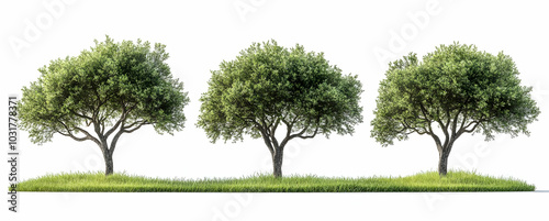 Wallpaper Mural Three Olive Trees on Grass. Torontodigital.ca