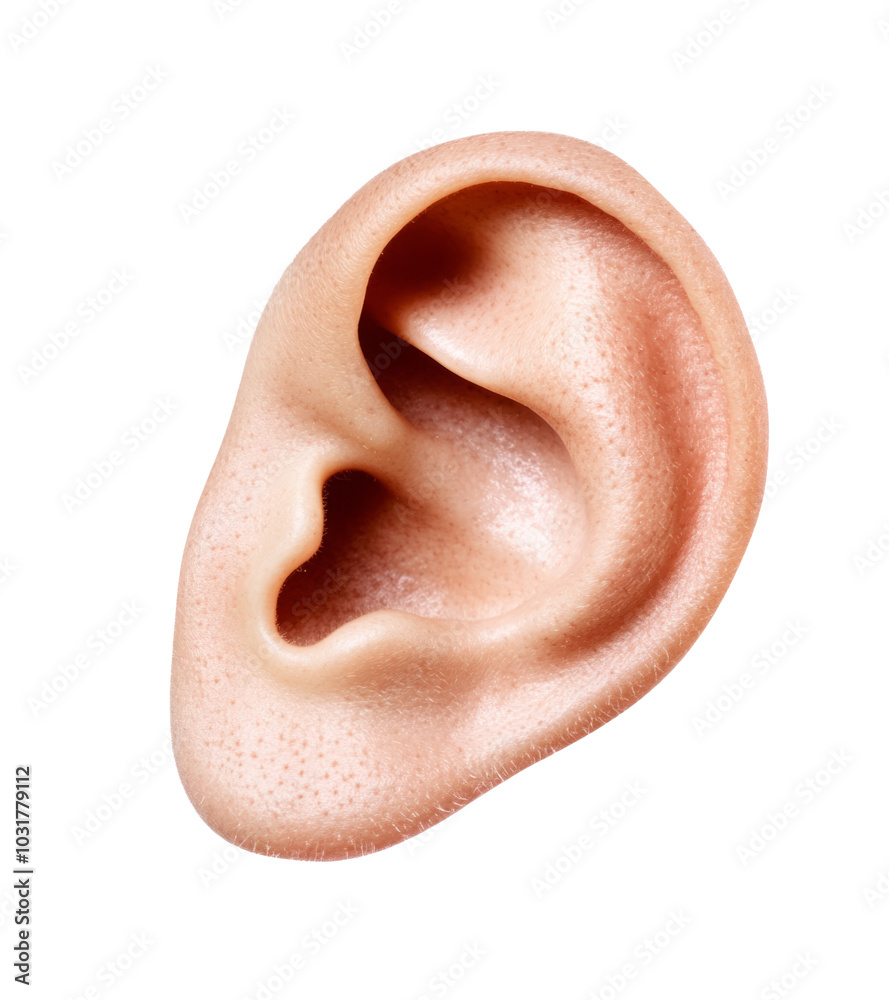 High-Quality PNG of close up of a human ear Isolated on White Background – High Resolution High-Quality PNG of close up of a human ear Isolated on White Background – High Resolution