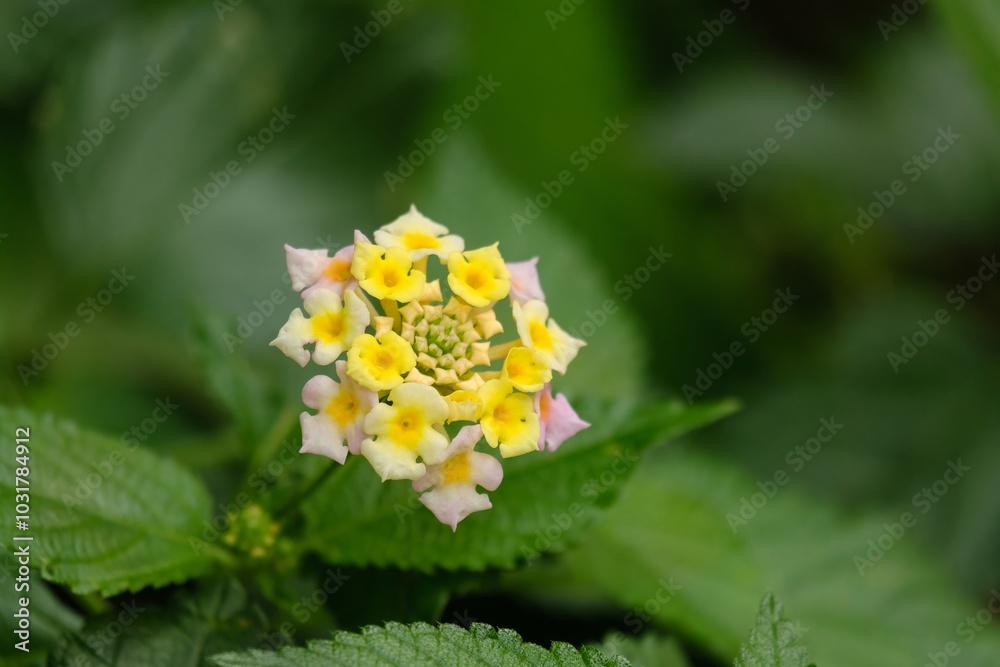 incredibly beautiful Lantana camara incredibly beautiful Lantana camara