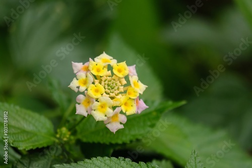 incredibly beautiful Lantana camara