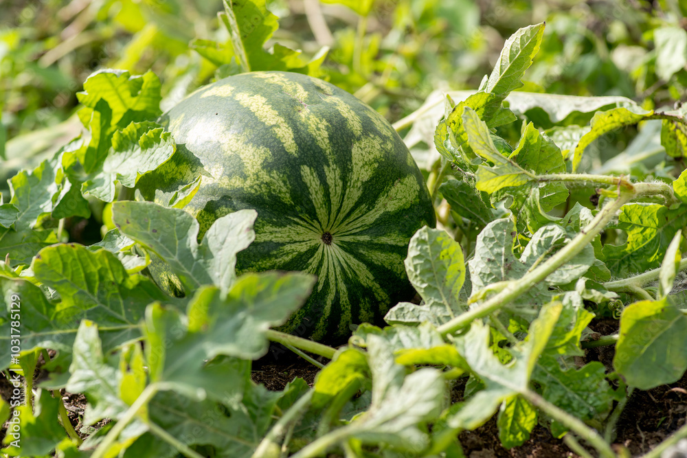 A ripe watermelon rests among the lush green leaves, illuminated by the sun's rays. A ripe watermelon rests among the lush green leaves, illuminated by the sun's rays.