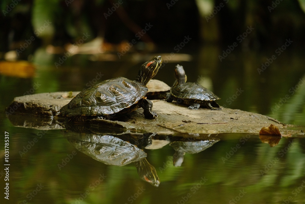 two Trachemys scripta resting on a stone in a pond