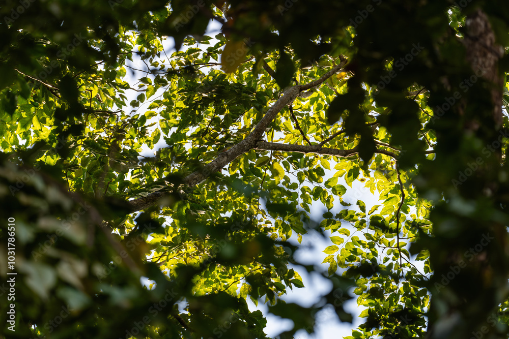 Sunlight Through Green Tree Leaves Sunlight Through Green Tree Leaves