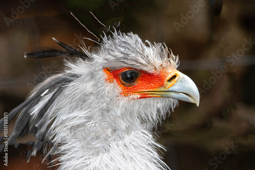 Portrait d'un oiseau messager du sagittaire, également appelé serpentaire photo