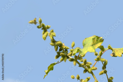 A branch of large cocklebur (Xanthium strumarium) near a river side
 photo