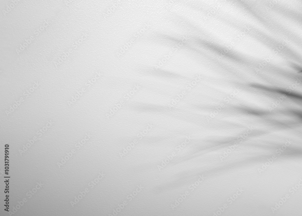 palm leaf isolated on white cement background palm leaf isolated on white cement background