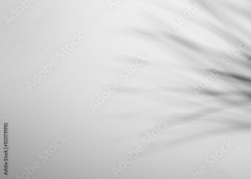 palm leaf isolated on white cement background