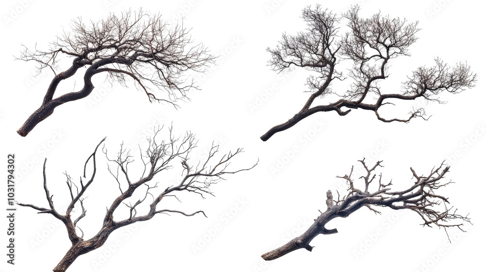 Fototapeta premium Set of Isolated Dead Tree Branches on Transparent Background Generative AI