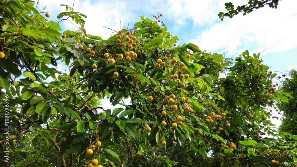 Longan tree in the garden at Vinh Long province, Mekong Delta Vietnam. Longan tree in the garden at Vinh Long province, Mekong Delta Vietnam.