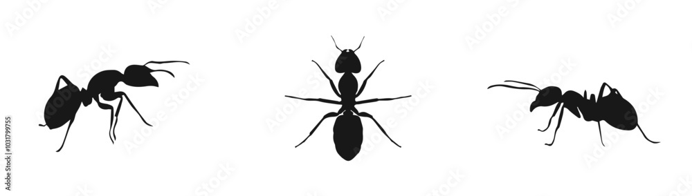 Ant Silhouette icons. vector Ant Silhouette icons. vector