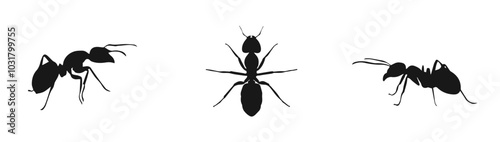 Ant Silhouette icons. vector