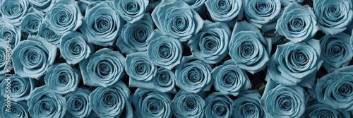 Natural fresh Cyan roses flowers background wallpaper