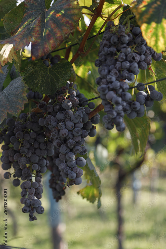 Vibrant and Colorful Grapes Growing on the Vine Under Warm Sunlight, Radiating Freshness Vibrant and Colorful Grapes Growing on the Vine Under Warm Sunlight, Radiating Freshness