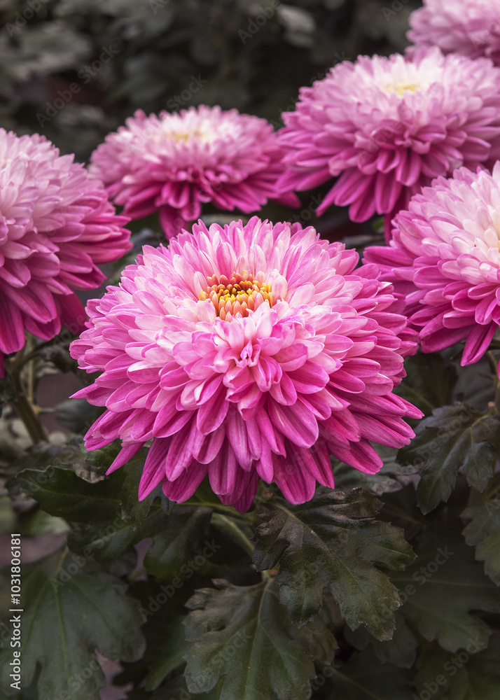 Chrysanthemum Zembla are beauty and elegance, an interesting perennial Chrysanthemum Zembla are beauty and elegance, an interesting perennial