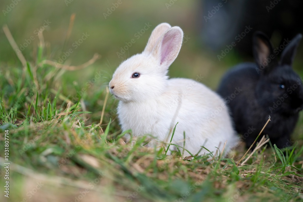 Two adorable rabbits, one white and one black, sitting on a grassy field with blur background Two adorable rabbits, one white and one black, sitting on a grassy field with blur background