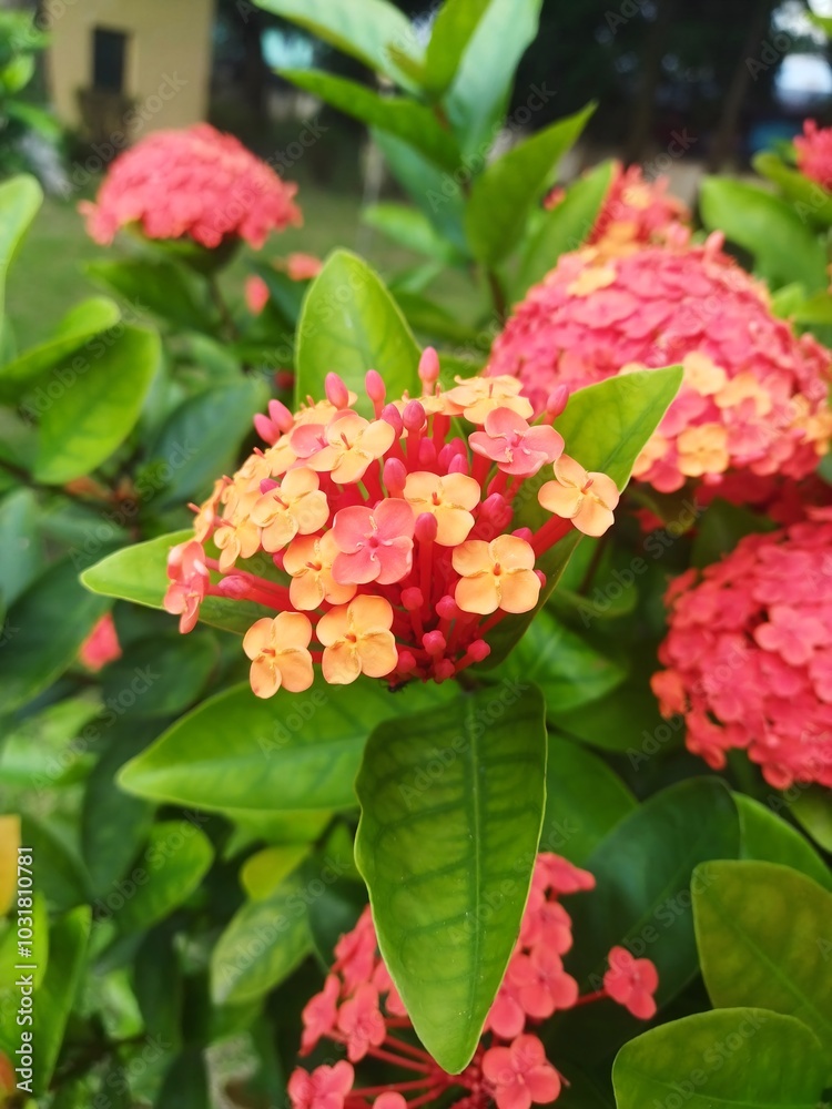 A very beautiful nature flower A very beautiful nature flower