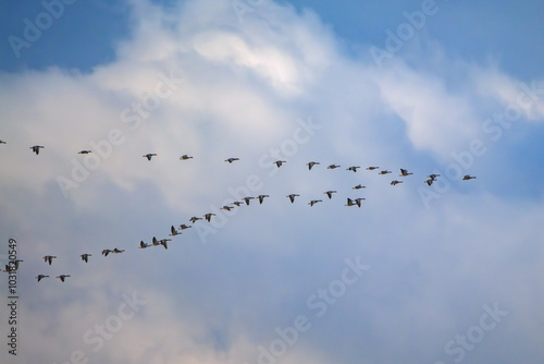 Flock of geese flying in V formation across a blue sky over Danube river photo