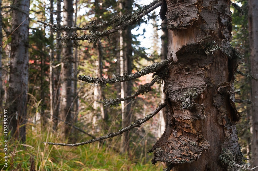 Old autumn forest landscape with tree Old autumn forest landscape with tree