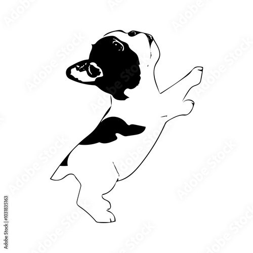 Boston terrier animal ilustration vector design 