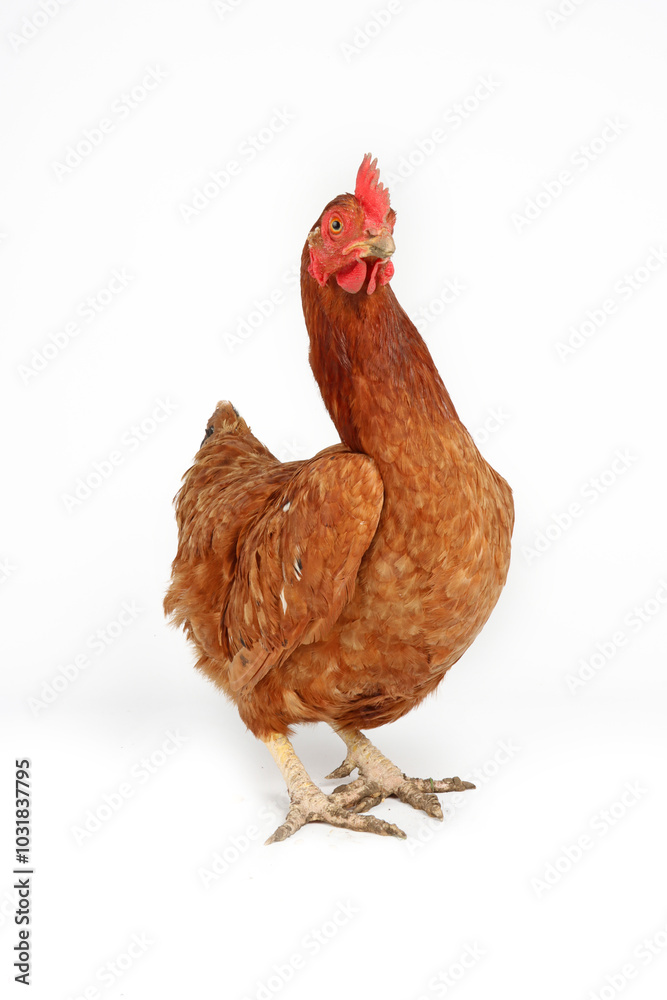 Fototapeta premium chicken isolated on white background 