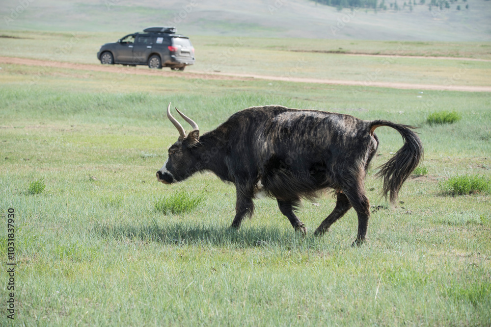 A Mongolian yak in the summer pasture.