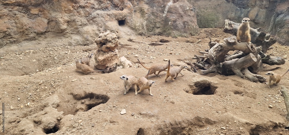 Obraz premium troop of meercat in a zoo exhibit