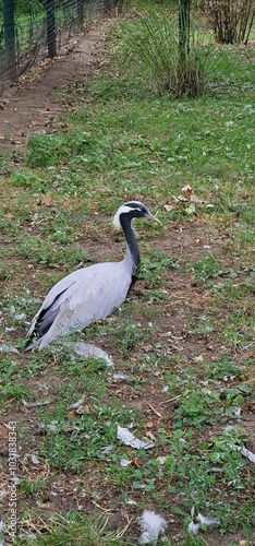 demoiselle crane is a species of crane found in central Eurosiberia, ranging from the Black Sea to Mongolia and Northeast China. There is also a small breeding population in Turkey. These cranes are m photo