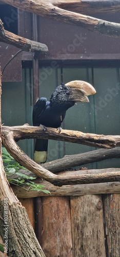 Ceratogymna brevis, commonly known as the Black-casqued Hornbill or Short-toed Hornbill, is a large forest-dwelling bird found in the tropical rainforests of West and Central Africa. It is recognized  photo