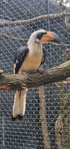 Tockus deckeni, commonly known as Decken's Hornbill, is a medium-sized bird native to the dry savannas, woodlands, and scrublands of East Africa. It is characterized by its striking black and white pl photo