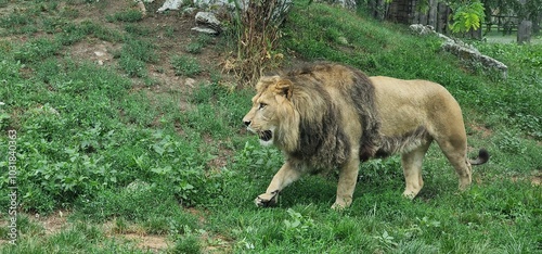 The lion is a large cat of the genus Panthera native to Africa and India. It has a muscular, deep-chested body, short, rounded head, round ears, and a hairy tuft at the end of its tail. It is sexually