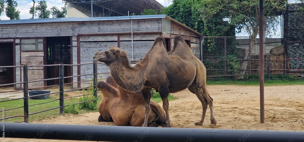Naklejka premium camel in a zoo exhibit