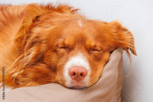 Nova Scotia Duck Tolling Retriever dog sleeping at home