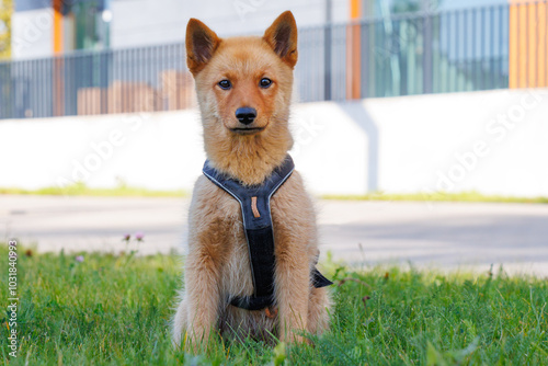Portrait of Finnish spitz dog puppy sitting on grass