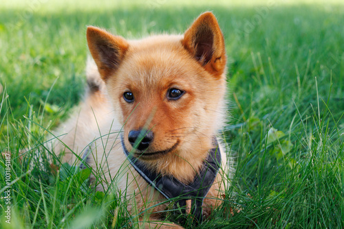 Finnish spitz dog puppy lying on green grass photo