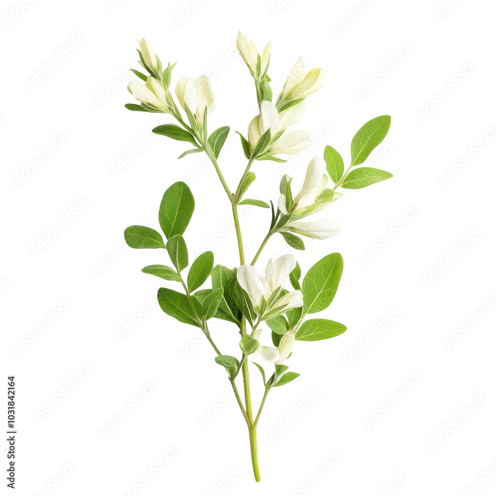Astragalus Plant on White Background for Presentation Transparent Background Astragalus Plant on White Background for Presentation Transparent Background