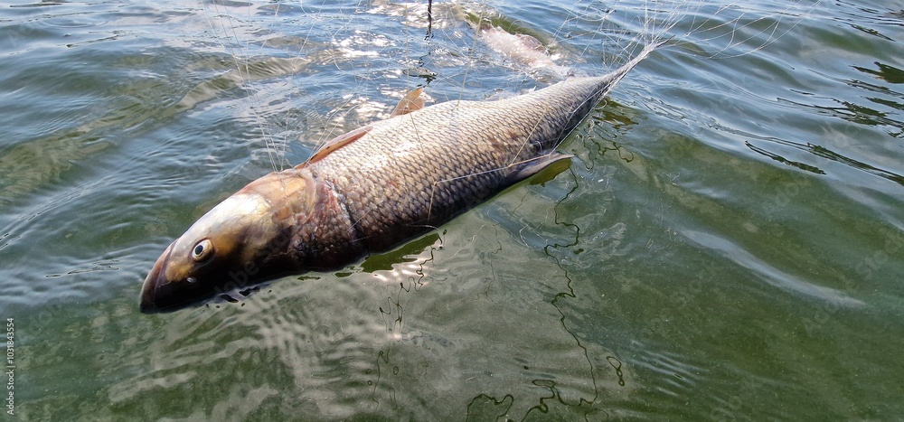 Obraz premium fish in gillnets asp Leuciscus aspius is a European freshwater fish of the Cyprinid family