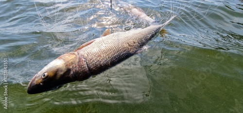fish in gillnets asp Leuciscus aspius is a European freshwater fish of the Cyprinid family