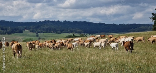 Obraz na plátně herd of cows on pasture meadow