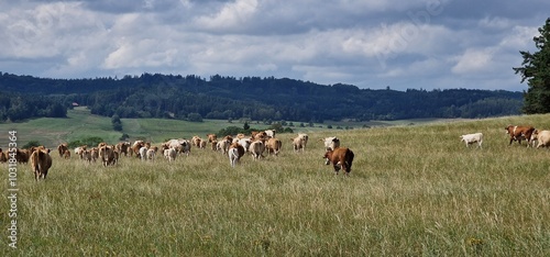 Photography herd of cows on pasture meadow