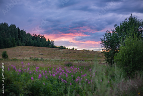 Thistle blossoms in a field on the outskirts of the city of Kushva. July 2024.